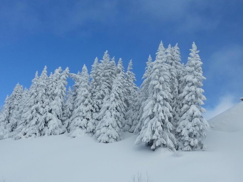 Cosy Aux Saisies N1 Les Saisies